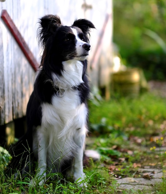 Photo dog looking away while sitting on field