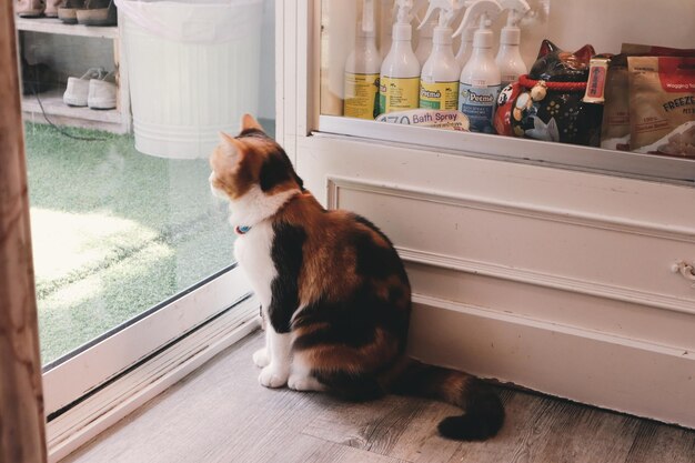 Foto cane che guarda da un'altra parte mentre è seduto a casa sul pavimento