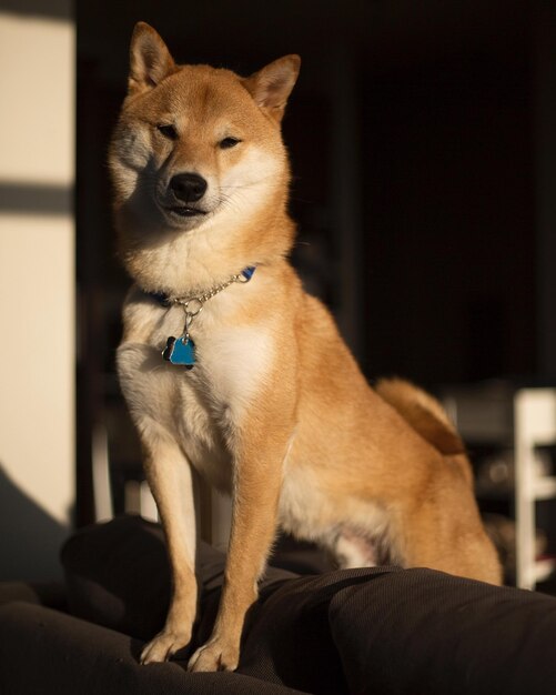 Photo dog looking away while sitting on floor