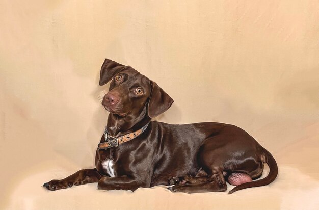 Photo dog looking away while sitting on floor