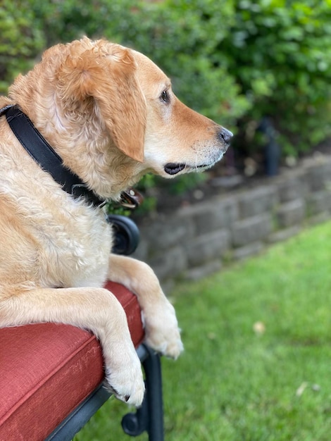 Foto cane che guarda da un'altra parte mentre è seduto sull'erba