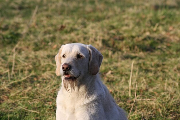 Dog looking away while sitting on grassy field