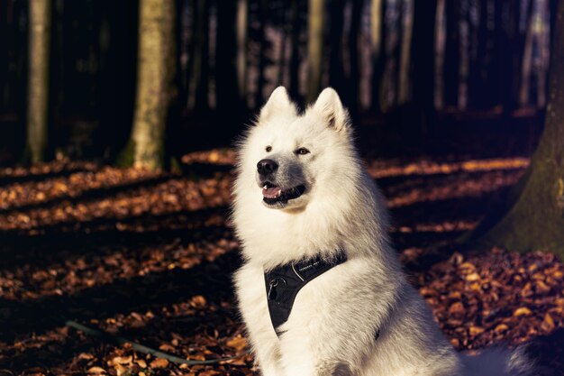 Dog looking away while sitting on land