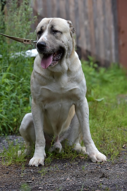 Photo dog looking away while sitting on land