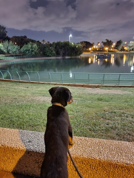 Dog looking away while sitting on land