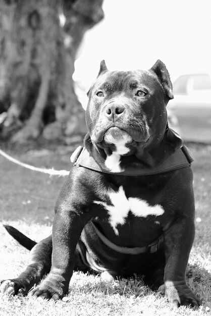 Photo dog looking away while sitting on land