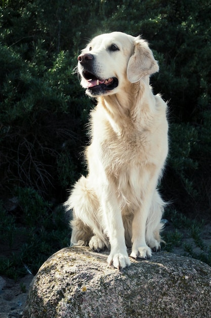 写真 岩の上に座っている犬が目をそらしている