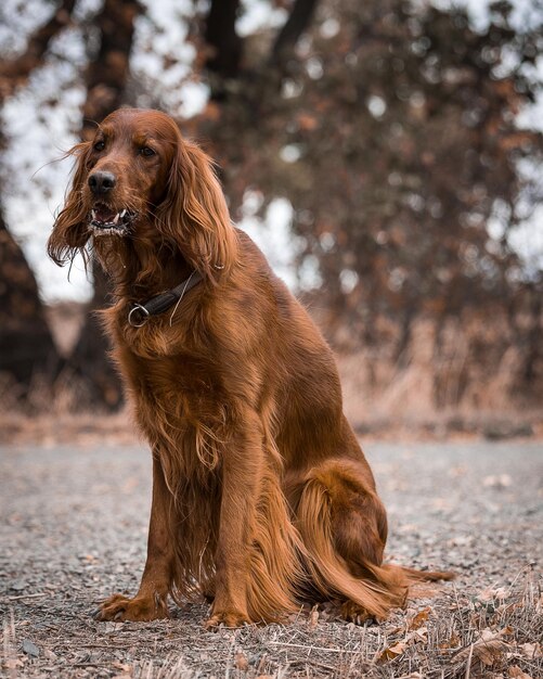 写真 木の上に座っている犬が目をそらしている