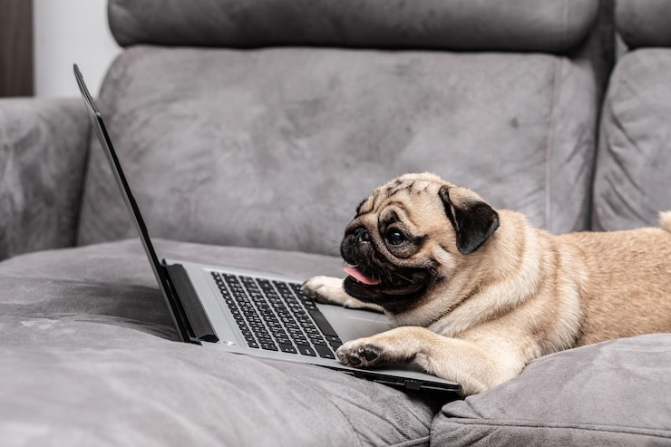 Photo dog looking away while sitting on sofa
