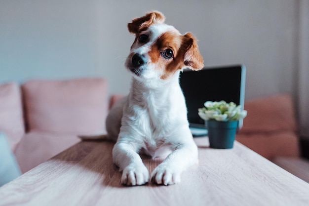 Photo dog looking away while sitting on table at home