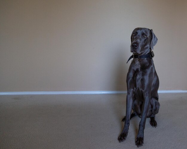 Foto cane che guarda lontano mentre è seduto sul muro