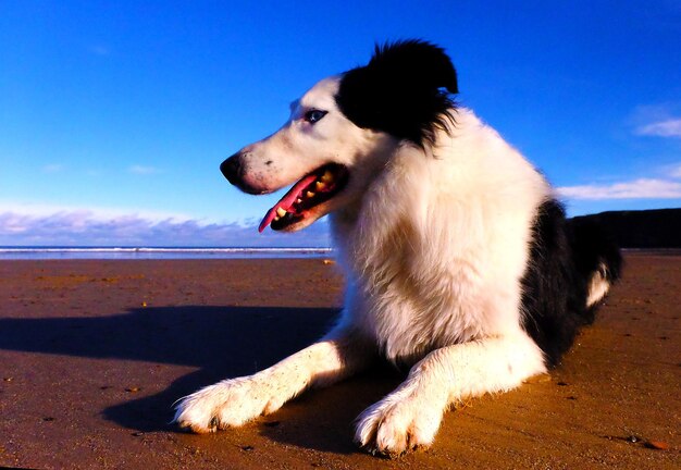 Foto cane che guarda da un'altra parte mentre è in piedi sulla spiaggia