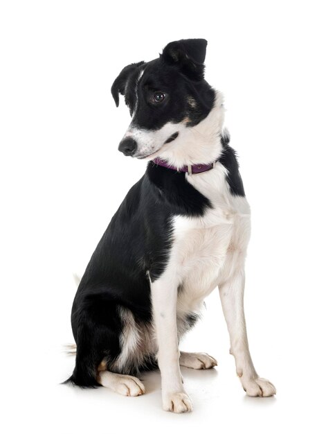 白い背景を見回す犬