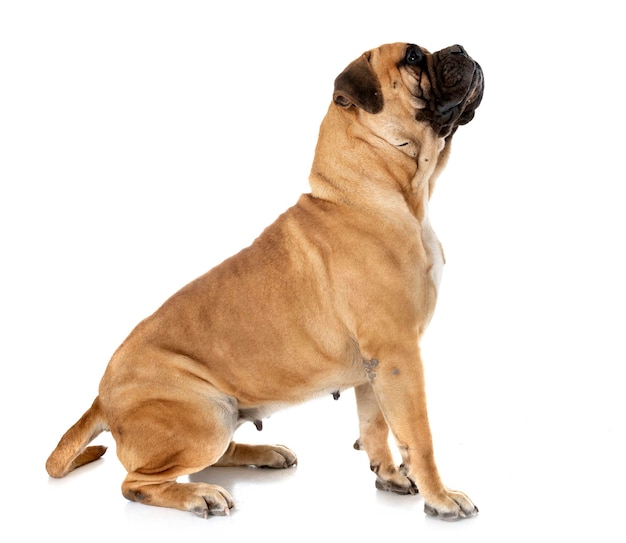 Dog looking away over white background