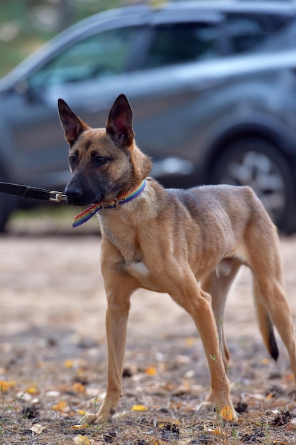 Foto cane che guarda da un'altra parte