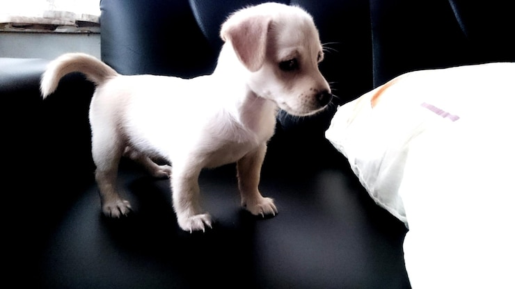 Photo 犬が目をそらしている