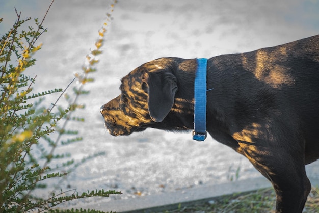 Cane che guarda da un'altra parte