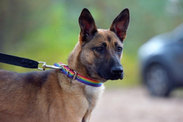 写真 犬が目をそらしている