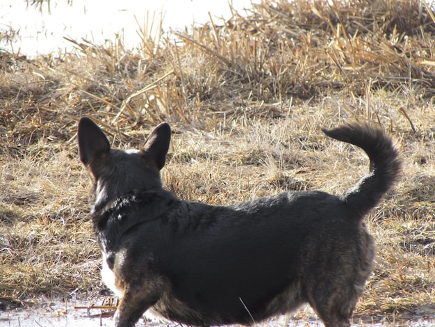 Photo dog looking away