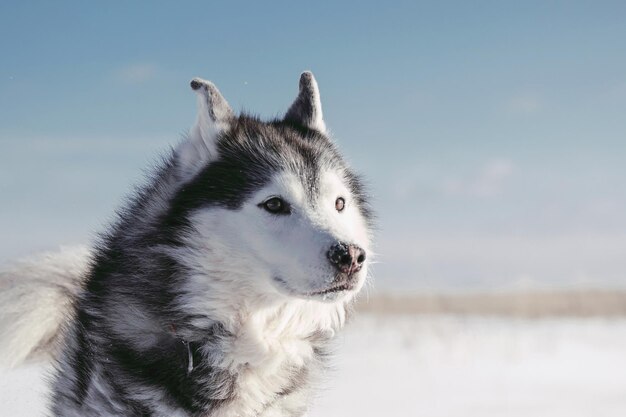 犬が目をそらしている