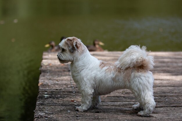 Foto cane che guarda da un'altra parte