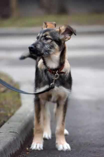 Dog looking away