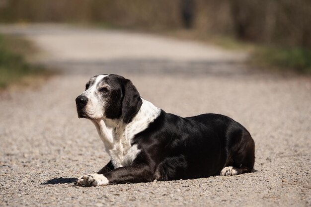 Dog looking away