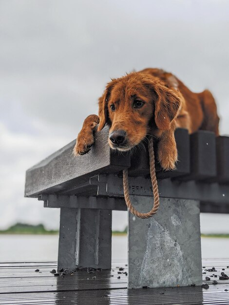 Dog looking away