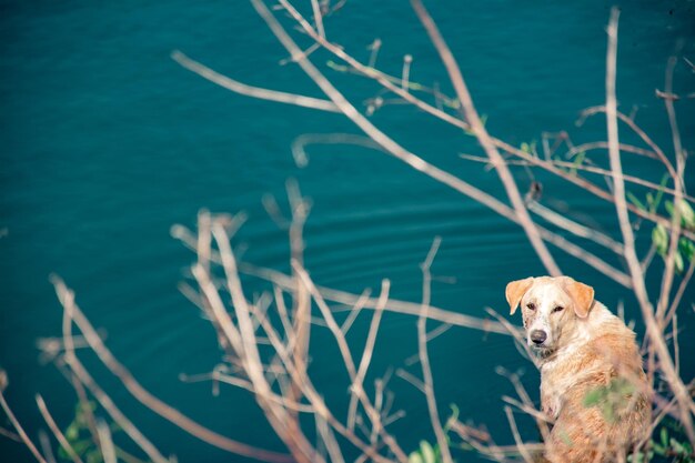 Foto cane che guarda da un'altra parte