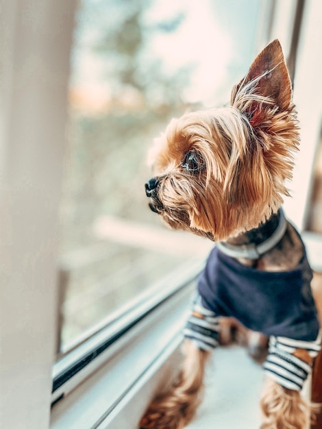 犬が目をそらしている