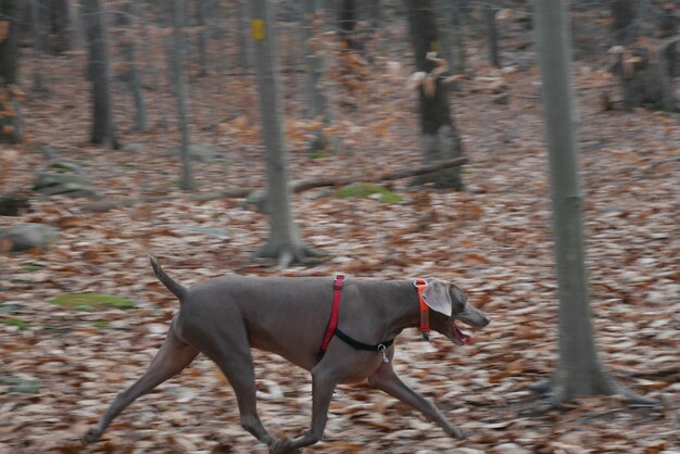 Photo dog looking away