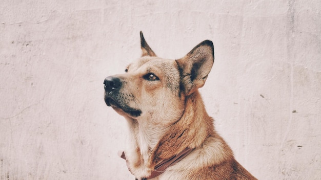 写真 犬が目をそらしている