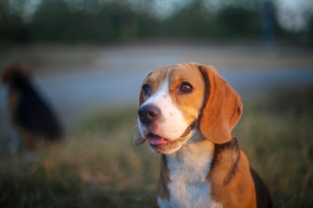 Photo dog looking away