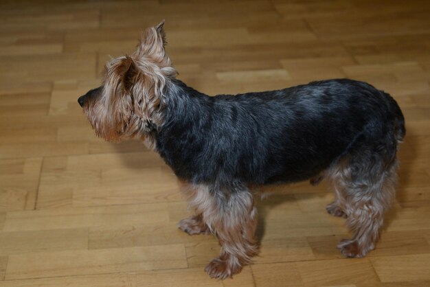 写真 犬が目をそらしている