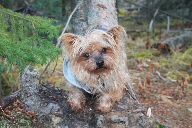 写真 犬が目をそらしている