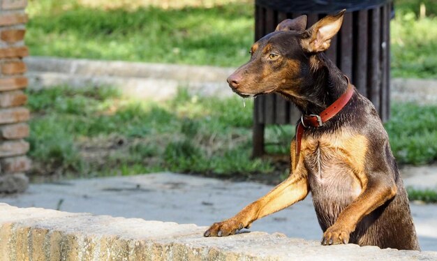 Dog looking away