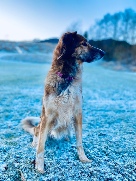 Foto cane che guarda da un'altra parte