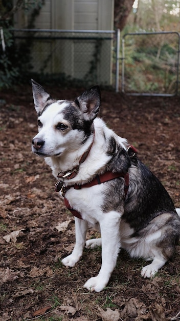 犬が目をそらしている