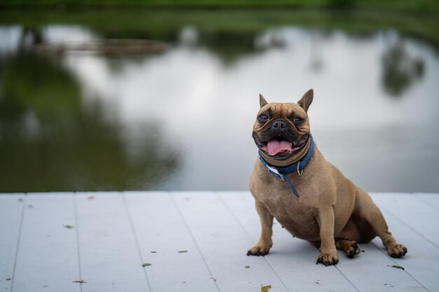 Photo dog looking away