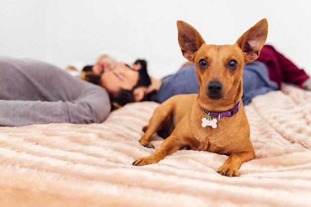 リラックスしたベッドの上に座ってカメラを見ている犬