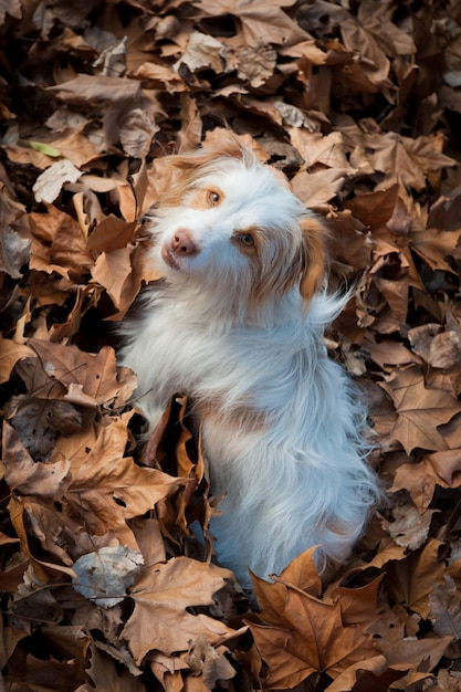 枯れ葉の上に立っているカメラを見ている犬