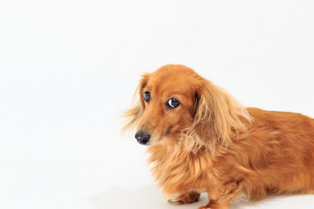 Dog looking at the camera with a big happy smile