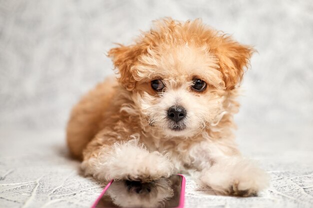 Dog looking at the camera with a big happy smile