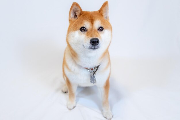 大きな幸せな笑顔でカメラを見ている犬