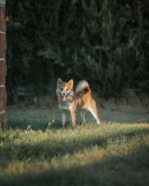 光線でカメラを見ている犬。