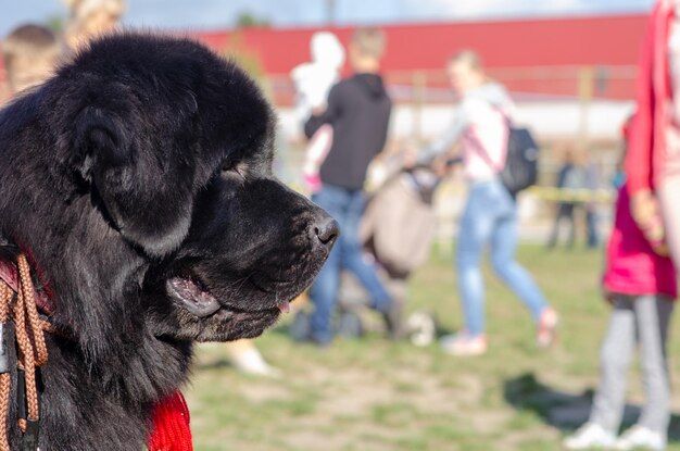 Photo dog looking at camera