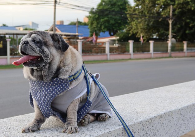 Photo dog looking at camera