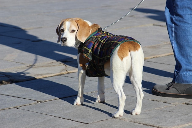 dog looking at camera