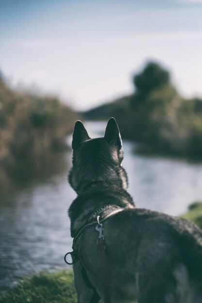 Photo dog looking at camera