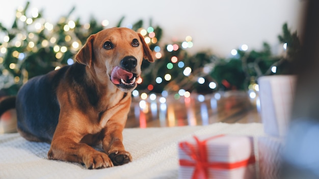 Dog looking at the camera.